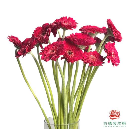 外购非洲菊-黑巧泡泡 10枝1扎 商品图0