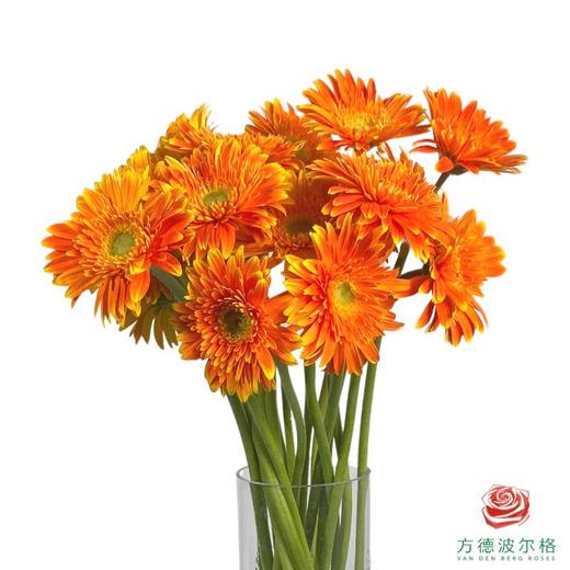 外购非洲菊-橙色 10枝1扎 商品图0