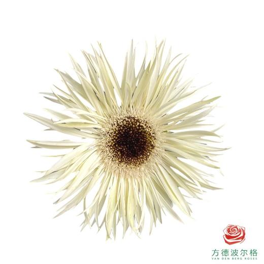 外购非洲菊-白色拉丝 10枝1扎 商品图1