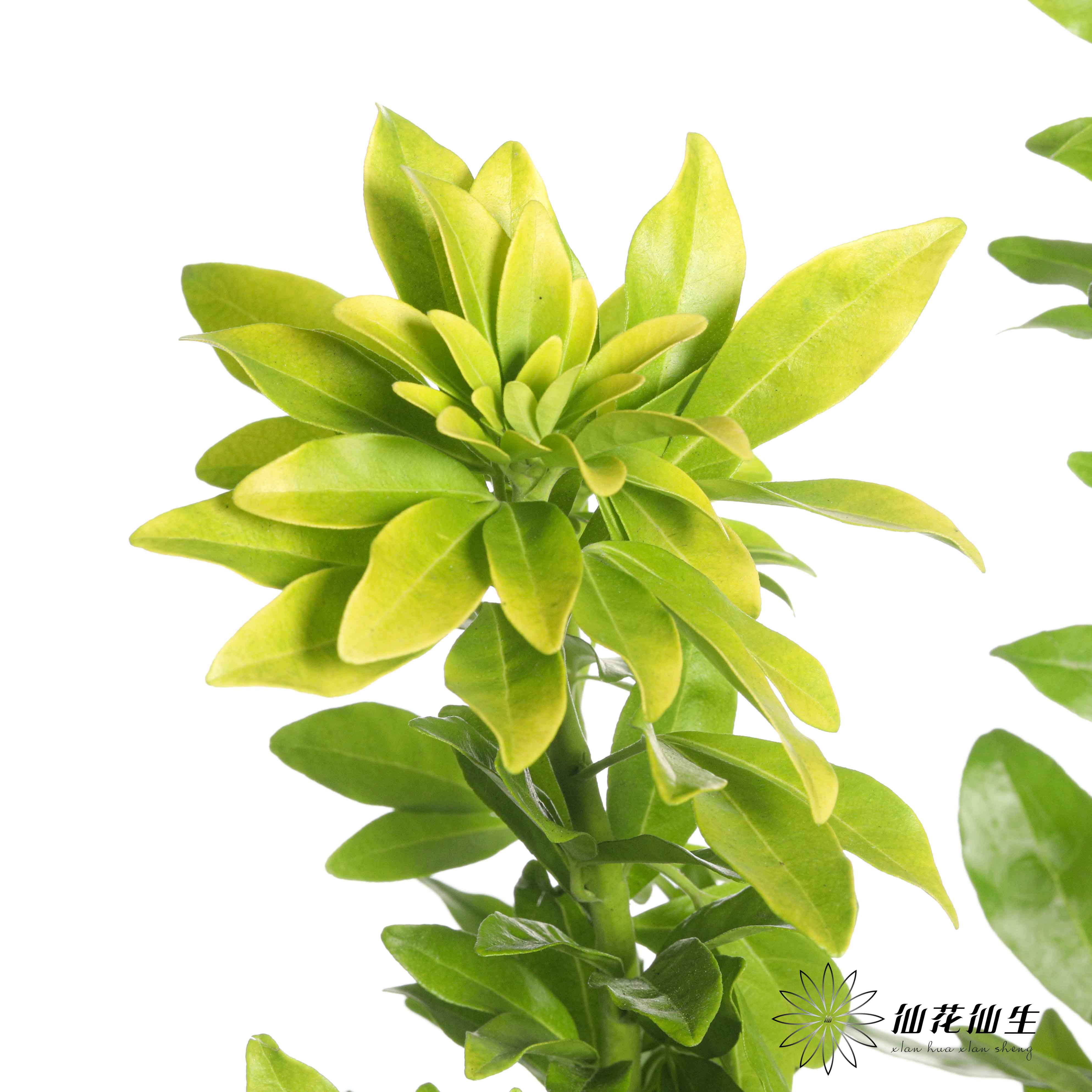 国产 | 墨西哥橘叶【季节原因，叶片轻微发黄，不售后】