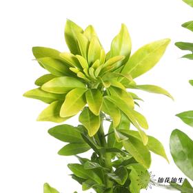 国产 | 墨西哥橘叶【季节原因，叶片轻微发黄，不售后】