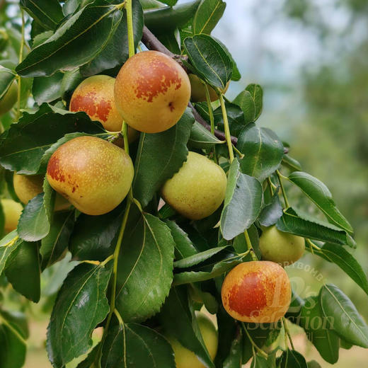 超脆甜！沾化短枝二代冬枣礼盒 中通快递 商品图8