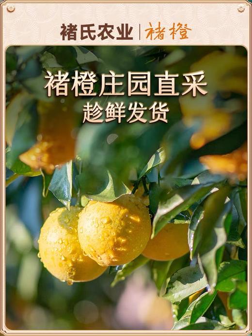 2025季励志橙M级一级10斤礼盒装一箱 商品图3