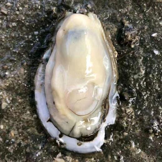 [最农公社]年货节|顺丰主推|山东乳山生蚝5斤大生蚝3-4两约20只左右新鲜捕捞 口感爽滑细腻 柔嫩十足 商品图2