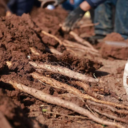 【2026年现挖】生鲜24小时内售后！河南焦作温县正宗垆土铁棍山药粉糯 5斤/箱(圆通/德邦，运输导致少量断根，不影响食用，不作售后) 商品图8