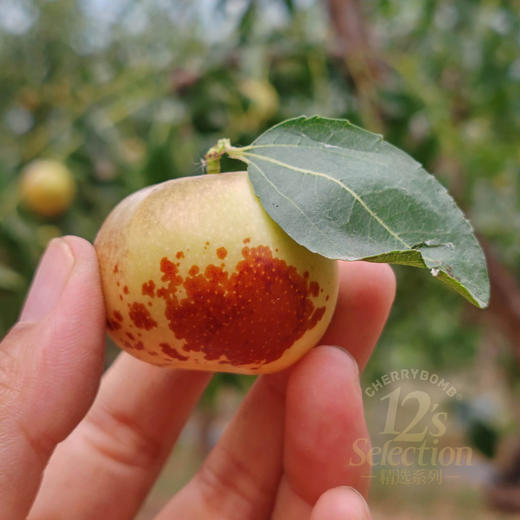 超脆甜！沾化短枝二代冬枣礼盒 中通快递 商品图14