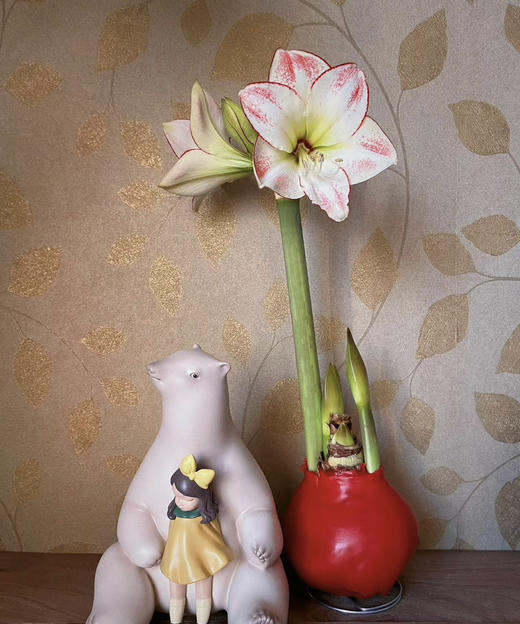 【送礼首选】进口石蜡朱顶红（喝空气存活） 毕加索  单株（球径约34-36CM） 商品图11