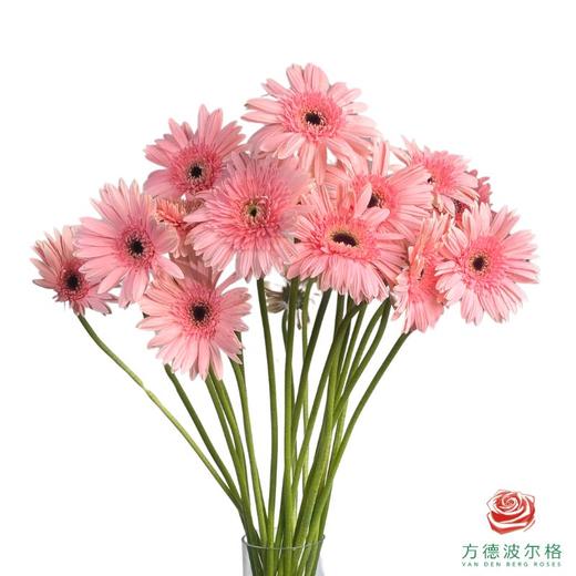 外购非洲菊-粉色 10枝1扎 商品图0