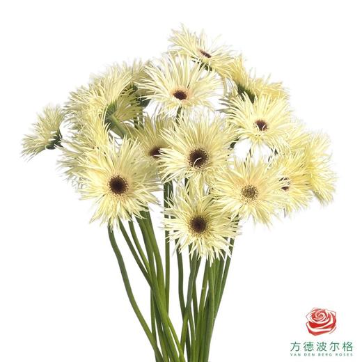 外购非洲菊-白色拉丝 10枝1扎 商品图0