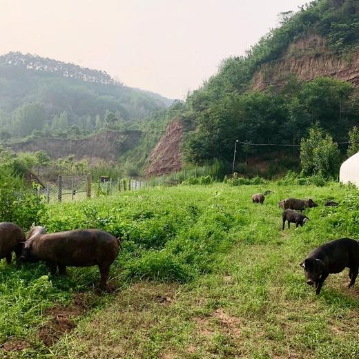 知吾猪小黑土猪肉，儿时的猪肉香，简单烹饪，味道就很香浓！粮食慢养，深山散养！ 商品图12