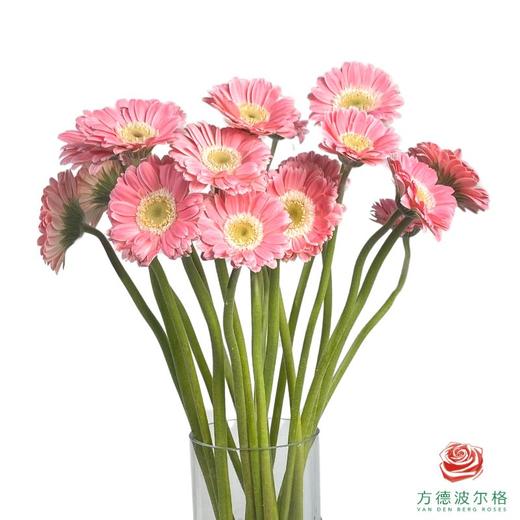 外购非洲菊-芭比娃娃 10枝1扎 商品图0