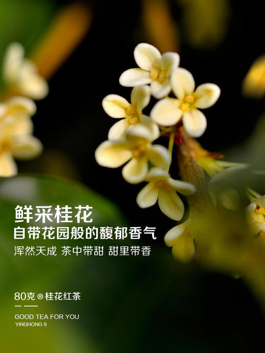 【买2送1同款】积庆甄选 桂花红茶 80g 商品图3