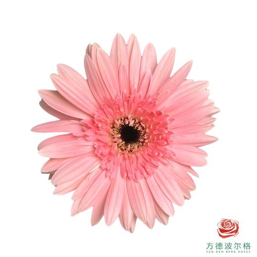 外购非洲菊-粉色 10枝1扎 商品图1