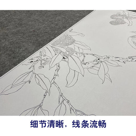 陈之佛工笔花鸟白描底稿《荔枝绶带》-斗方小品册页-多种白描尺寸可选-QA53 商品图4
