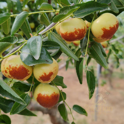 超脆甜！沾化短枝二代冬枣礼盒 中通快递 商品图10