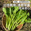 每日现摘  农家种植菜心  菜叶翠绿鲜嫩  菜茎脆嫩 口感清甜不艮  新鲜蔬菜  300g 商品缩略图0