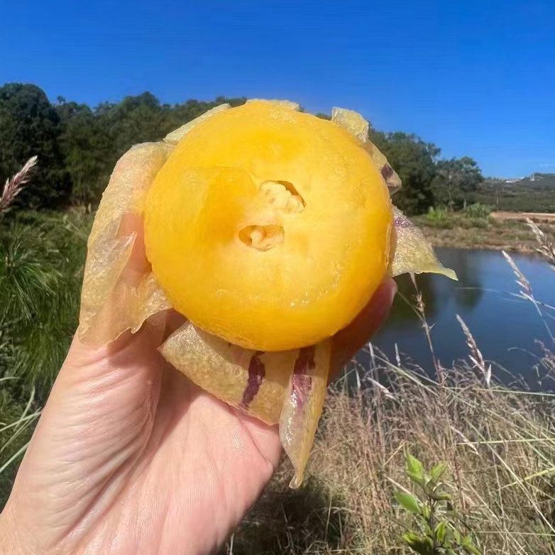 攀枝花红土地·树上熟人参果，香甜爆汁，老少皆宜