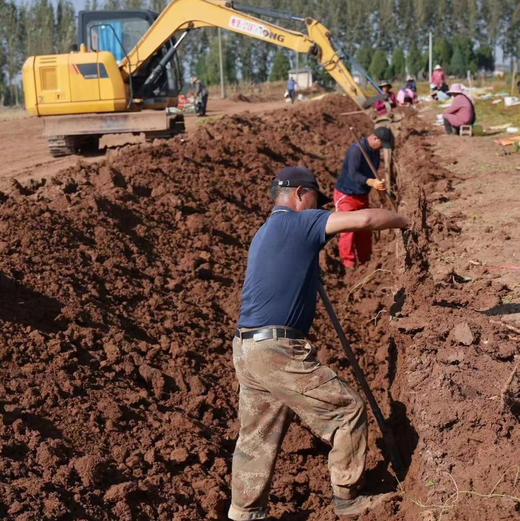 【2026年现挖】生鲜24小时内售后！河南焦作温县正宗垆土铁棍山药粉糯 5斤/箱(圆通/德邦，运输导致少量断根，不影响食用，不作售后) 商品图4