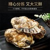 [最农公社]年货节|顺丰主推|山东乳山生蚝5斤大生蚝3-4两约20只左右新鲜捕捞 口感爽滑细腻 柔嫩十足 商品缩略图5