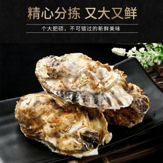 [最农公社]年货节|顺丰主推|山东乳山生蚝5斤大生蚝3-4两约20只左右新鲜捕捞 口感爽滑细腻 柔嫩十足 商品图5