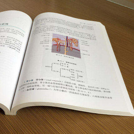 【出版社直销】组织学与胚胎学 刘黎青 著（全国中医药行业高等教育十二五规划教材）(第九版) 中国中医药出版社 商品图4