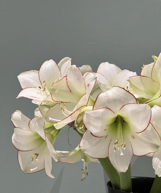 【送礼首选】进口石蜡朱顶红（喝空气存活） 毕加索  单株（球径约34-36CM） 商品图7