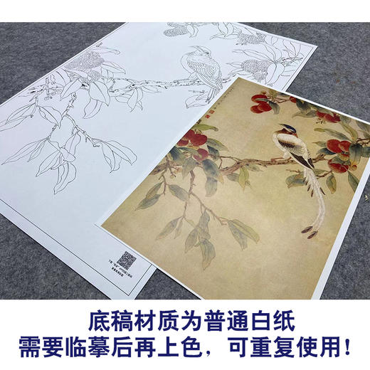 陈之佛工笔花鸟白描底稿《荔枝绶带》-斗方小品册页-多种白描尺寸可选-QA53 商品图3
