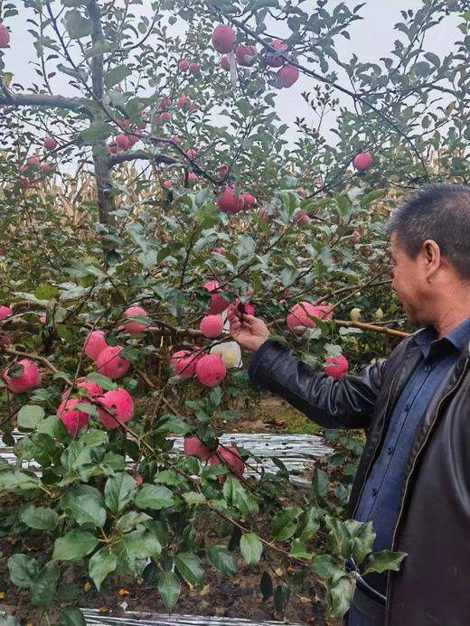 智象果园  陕西自种 水晶红富士苹果 脆感冰糖心 85mm以上 超大果 自留树采摘 商品图7