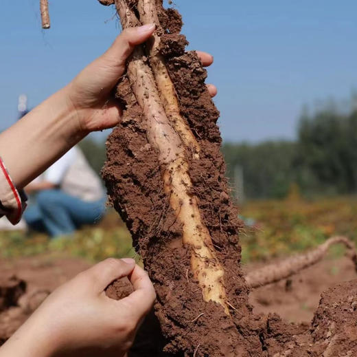 【2026年现挖】生鲜24小时内售后！河南焦作温县正宗垆土铁棍山药粉糯 5斤/箱(圆通/德邦，运输导致少量断根，不影响食用，不作售后) 商品图0