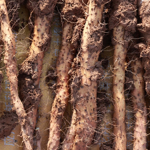 【2026年现挖】生鲜24小时内售后！河南焦作温县正宗垆土铁棍山药粉糯 5斤/箱(圆通/德邦，运输导致少量断根，不影响食用，不作售后) 商品图7