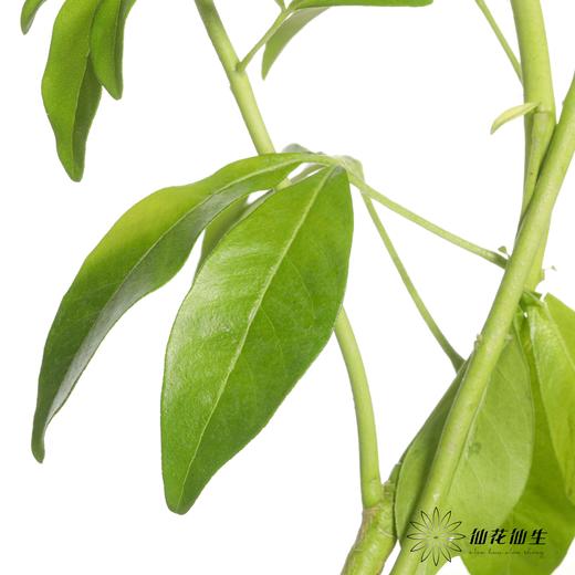 国产 | 墨西哥橘叶【季节原因，叶片轻微发黄，不售后】 商品图5