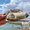 [最农公社]年货节|顺丰主推|山东乳山生蚝5斤大生蚝3-4两约20只左右新鲜捕捞 口感爽滑细腻 柔嫩十足 商品缩略图0