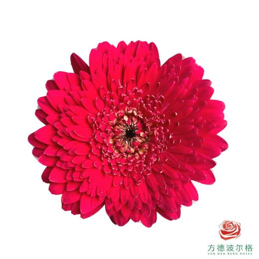 外购非洲菊-黑巧泡泡 10枝1扎 商品图1