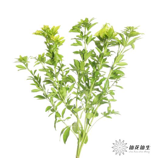 国产 | 墨西哥橘叶【季节原因，叶片轻微发黄，不售后】 商品图3