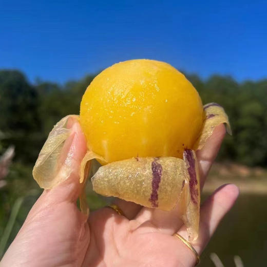 攀枝花红土地·树上熟人参果，香甜爆汁，老少皆宜 商品图3