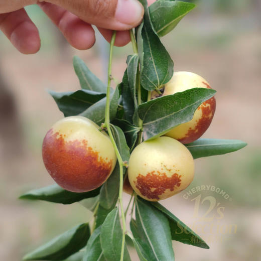 超脆甜！沾化短枝二代冬枣礼盒 中通快递 商品图7