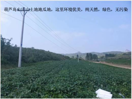 葫芦岛山庄山土地地瓜纯天然不打农药不施化肥非转基因15斤装包邮 商品图1