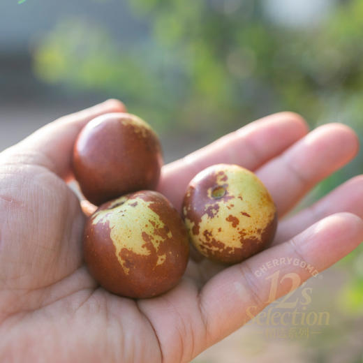 超脆甜！沾化短枝二代冬枣礼盒 中通快递 商品图3