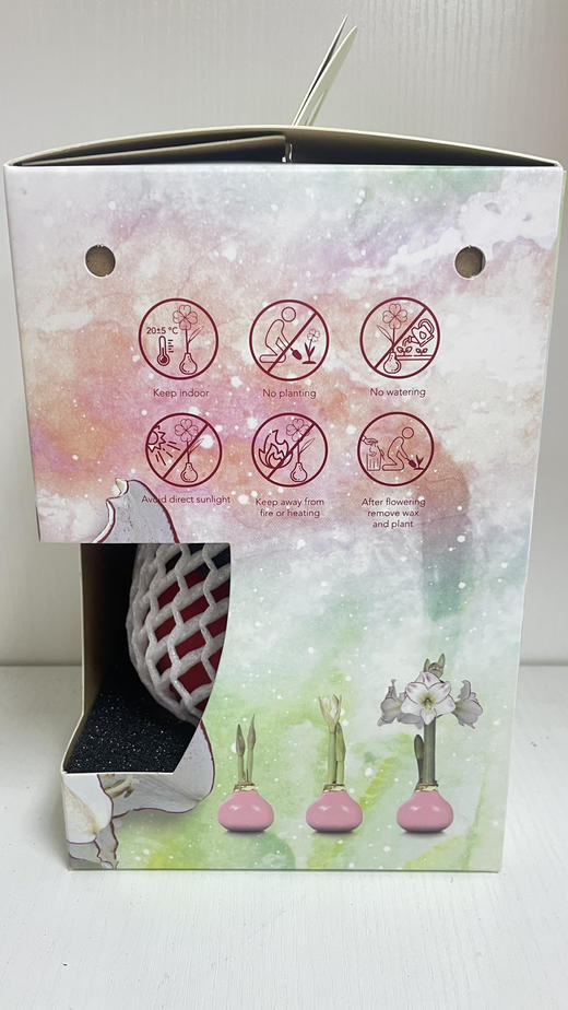 【送礼首选】进口石蜡朱顶红（喝空气存活） 毕加索  单株（球径约34-36CM） 商品图14