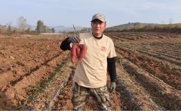 葫芦岛山庄山土地地瓜纯天然不打农药不施化肥非转基因15斤装包邮 商品图3