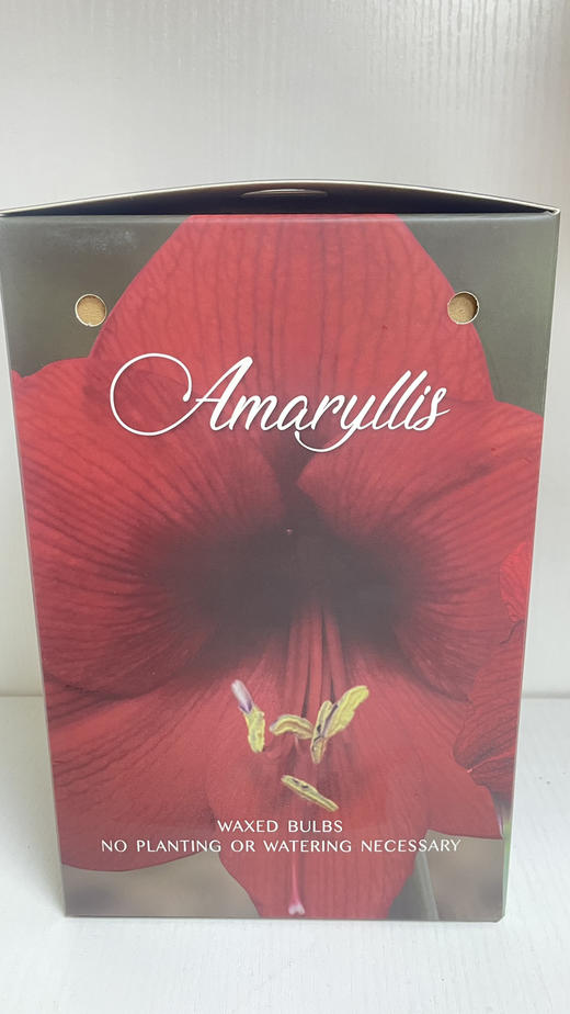 【送礼首选】进口石蜡朱顶红（喝空气存活）红君主 单株（球径约36-38CM） 商品图8