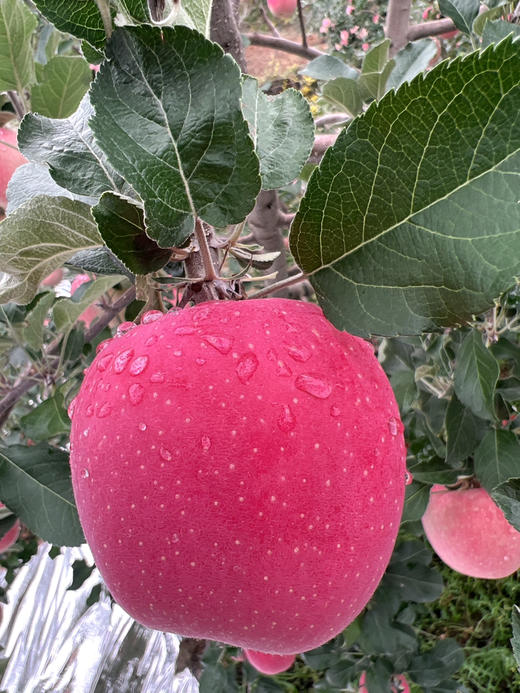 咸阳马栏红苹果12枚装 商品图0