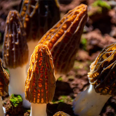 【长征文旅】册亨优选羊肚菌 商品图3