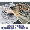 【大彩图】孟祥顺工笔画白描底稿斗方《老虎头》临摹勾线动物线稿A639 商品缩略图3