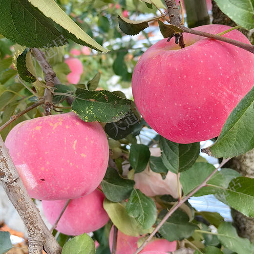 2025年「红富士」苹果（邮政快递，包邮） 商品图2