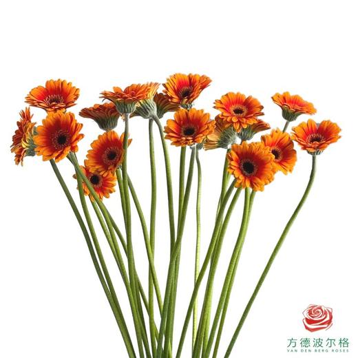 外购非洲菊-福娃 10枝一扎 商品图0