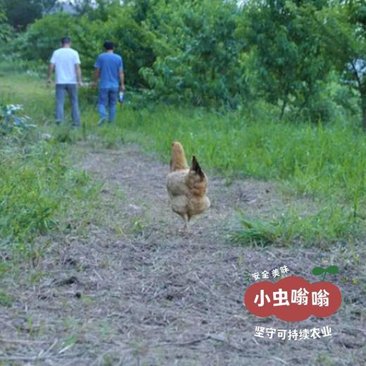 （发货慢，不接急单）生态江汉土鸡蛋 30枚/盒 | 合作农友生产，产自湖北广水，生产者：湛小良 *【公平贸易农人定价】 商品图13