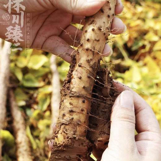 养地9年就为这1年好山药❗霜降开挖限量2000单秒杀❗霜降开挖的正宗温县垆土地铁棍山药❗百年传承老字号，药食同源❗ 商品图1
