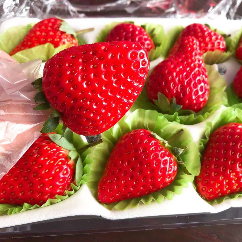【2025 丹东红颜草莓】丹东产区红颜九九草莓，提前感受春天的味道，独立包装可快递，新鲜十足，口感鲜甜。11颗/15颗装可选，江浙沪皖顺丰包邮~