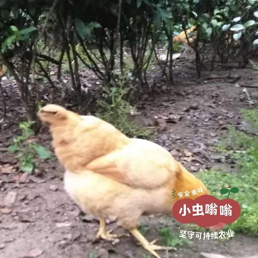 （发货慢，不接急单）生态江汉土鸡蛋 30枚/盒 | 合作农友生产，产自湖北广水，生产者：湛小良 *【公平贸易农人定价】 商品图5